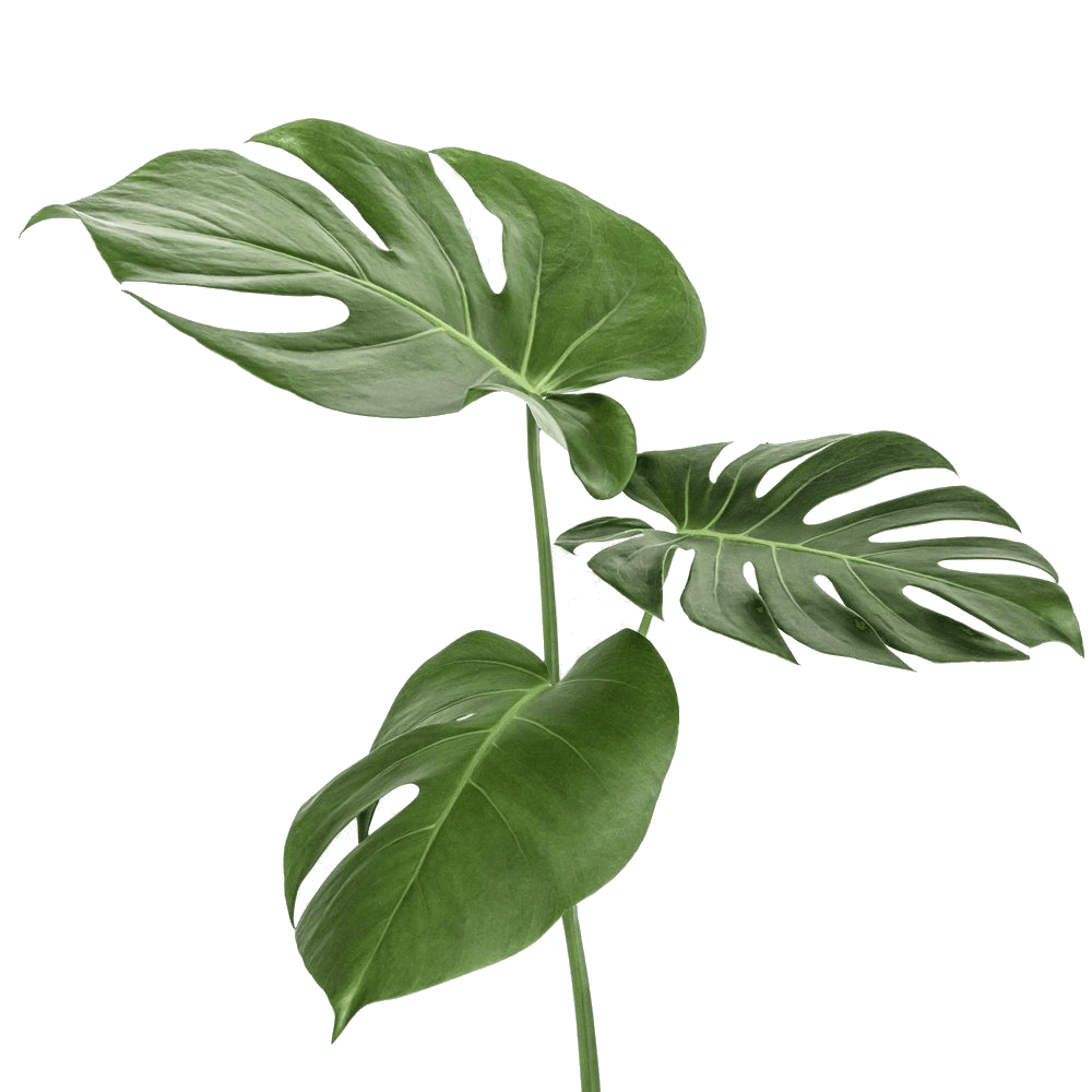 monstera