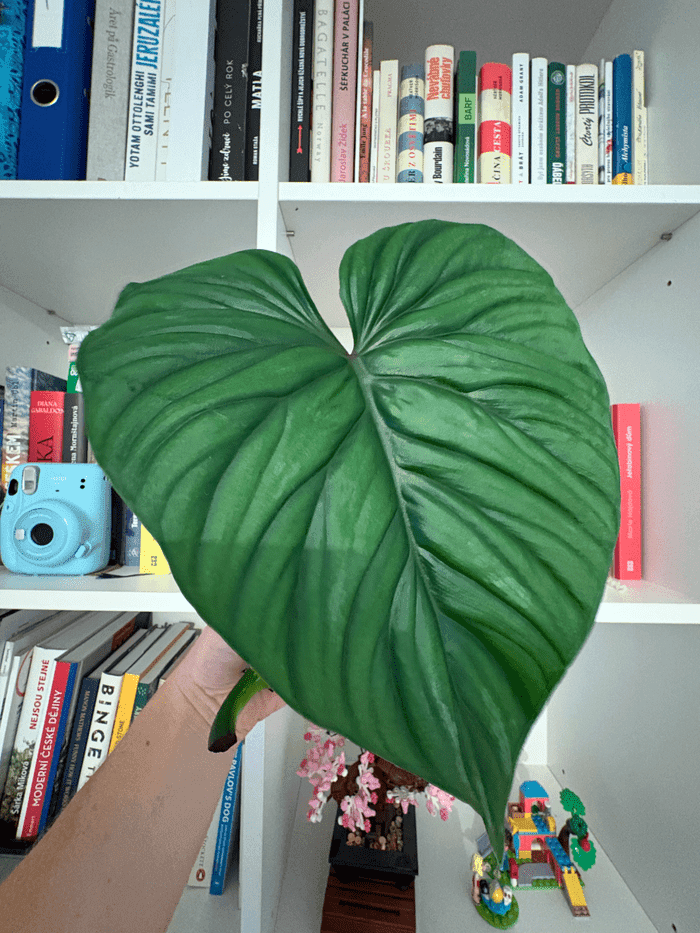 /images/articles/philodendron-plowmanii-zakoreneni/philodendron_plowmanii_presazeni_2.png